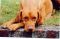gal/Hookside Csitri/_thb_001.jpg
